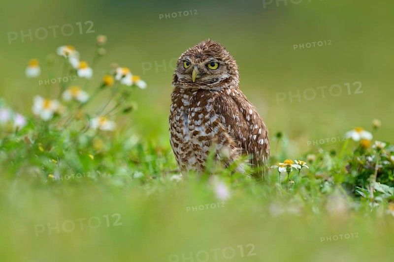 Burrowing owl (Speotyto cunicularia), sitting in a meadow and observing the surroundings, Pembroke Pines, Florida, USA