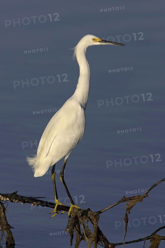 Snowy Egret (Egretta thula), Florida, USA