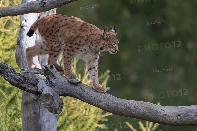 One Eurasian lynx, (Lynx lynx), walking on a fallen tree. Side view with green vegetation in the background