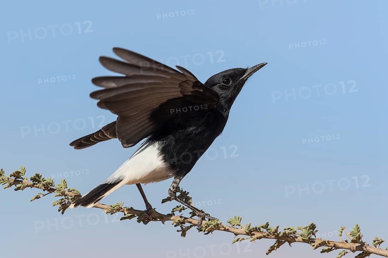 White-crowned Wheatear (Oenanthe leucopyga) juvenile, Eilat, Israel