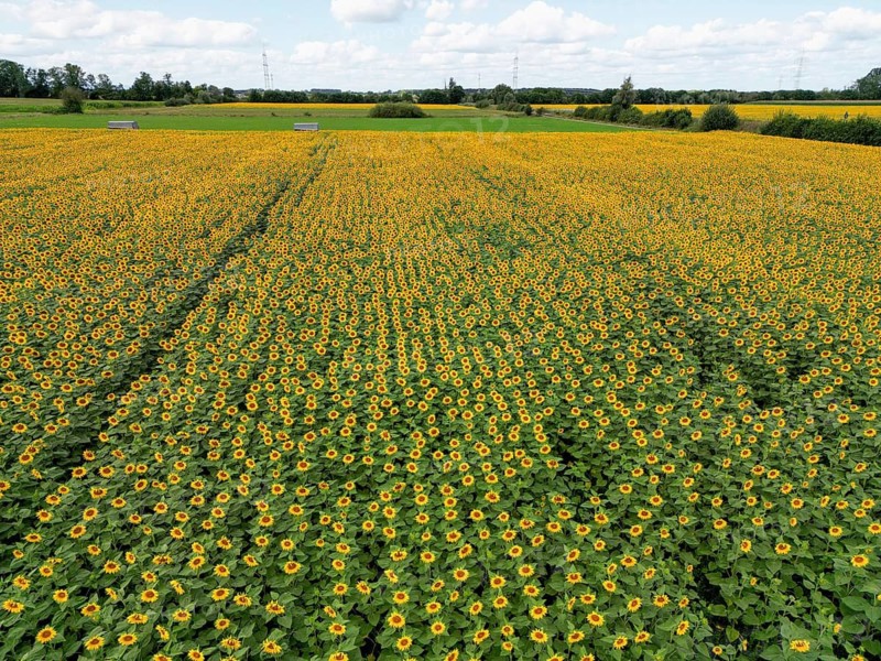 Sunflower field near Holzhausen, town of Rheinau, aerial view, Ortenau district, Baden-Württemberg, Germany