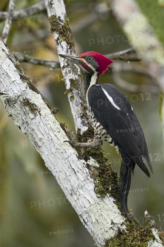 Lineated Woodpecker (Dryocopus lineatus) male, Ecuador