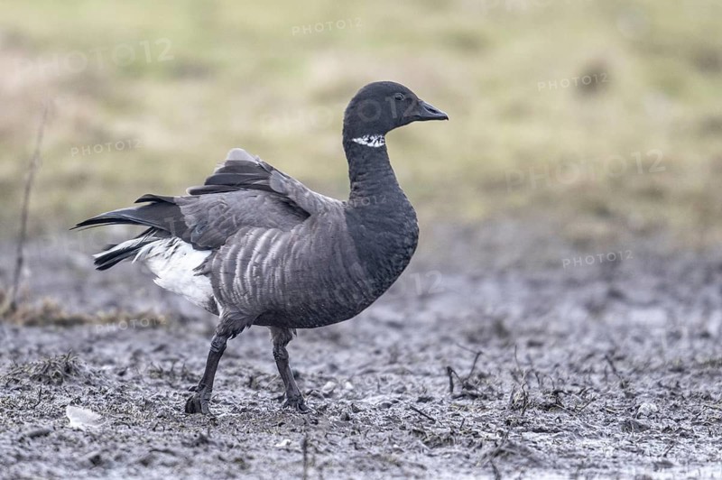 Brent goose (Branta bernicla), Amrum, Schleswig-Holstein, Germany
