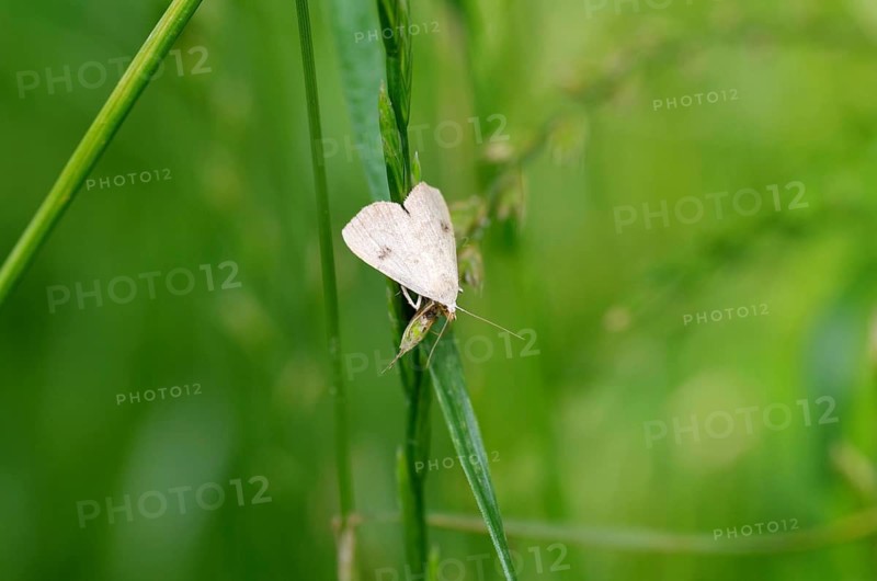 Silk moth (Rivula sericealis), moth, light, grass