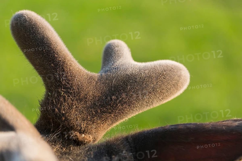 Altai maral stag, Altai wapiti or Altai elk, Detail of growing horn and velvet. Closeup