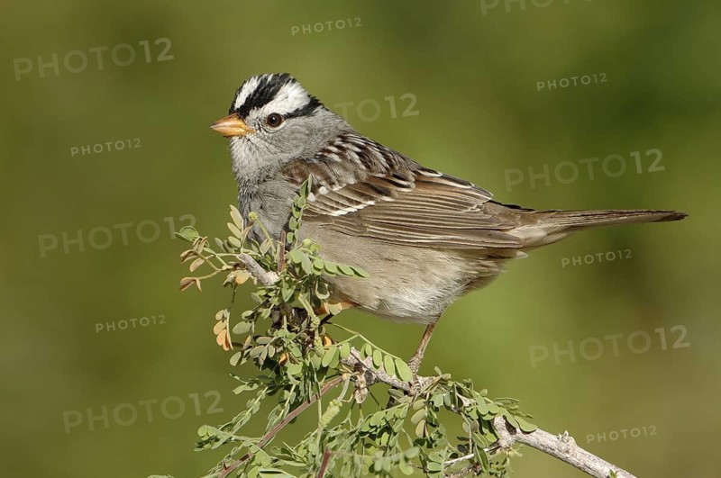 White-crowned Sparrow (Zonotrichia leucophrys), California, USA