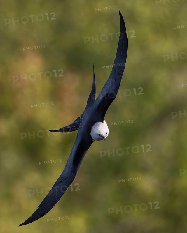 Swallow-tailed Kite (Elanoides forficatus) flying, Florida, USA