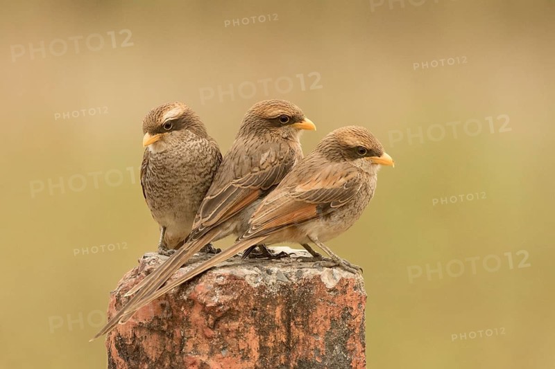 Yellow-billed Shrike (Corvinella corvina) juvenile, Gambia
