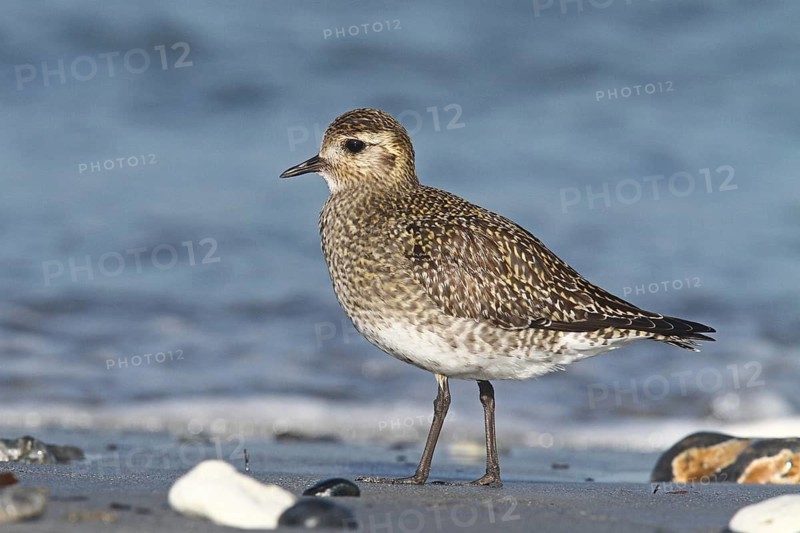 European Golden Plover (Pluvialis apricaria), Schleswig-Holstein, Germany