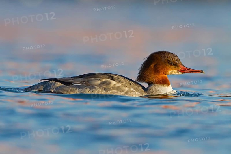 Common Merganser (Mergus merganser) female, Baden-Wuerttemberg, Germany
