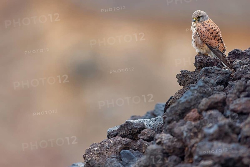 Kestrel, (Falco tinnunculus), perches on rocks, Canary Islands, animals, birds, falcons, foraging, lava rocks, Lanzarote, Canary Islands, Spain