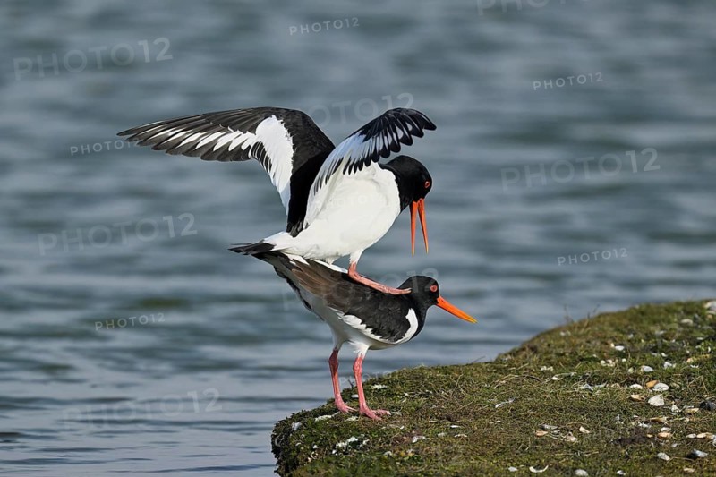 Oystercatcher (Haematopus ostralegus), mating, Texel, West Frisian Islands, province of North Holland, Netherlands