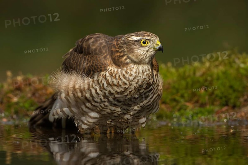 Eurasian Sparrowhawk (Accipiter nisus), Utrecht, Netherlands