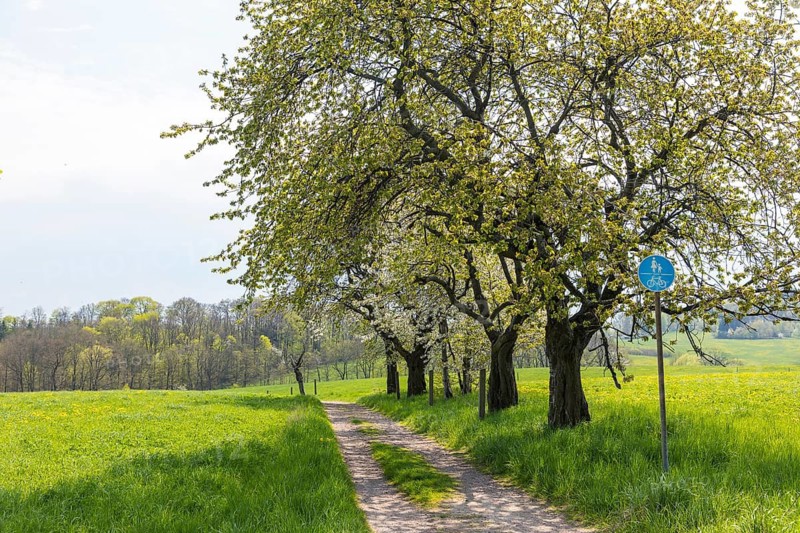Hiking trail through a young avenue near Fördergersdorf, Kurort Hartha, Saxony, Germany