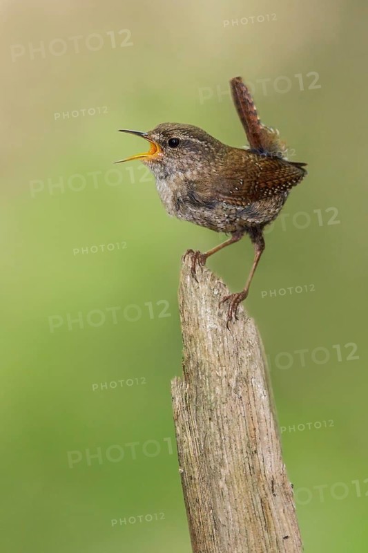Winter Wren (Troglodytes hiemalis) perched on a branch in southern Ontario, Canada
