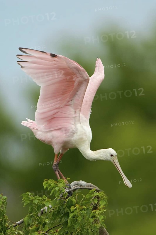 Roseate Spoonbill (Platalea ajaja), Texas, USA
