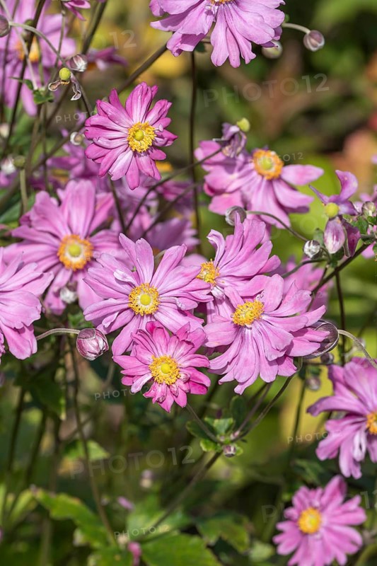 Autumn anemone (Anemone × hybrida 'Bressingham Glow'), Harzkristall glass manufactory, Germany