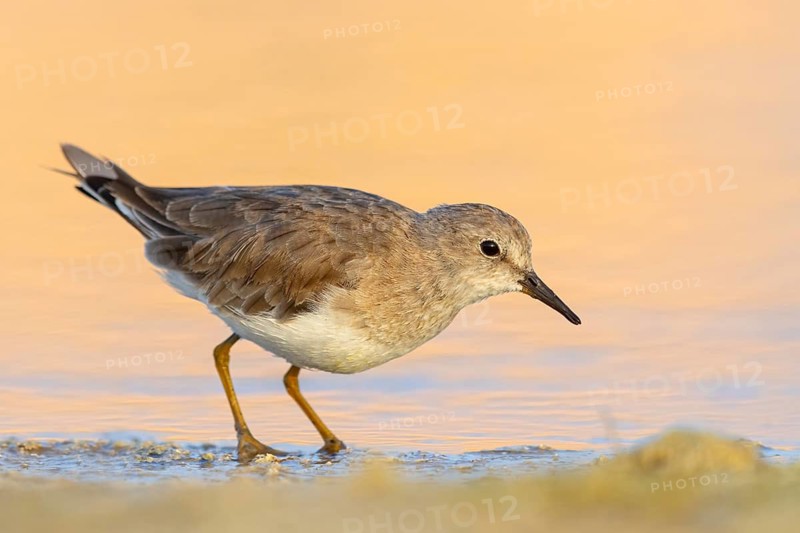 Temminck's Sandpiper, (Calidris temminckii), Animals. birds, limicoles, biotope, habitat, foraging, East Khawr Khawr Ad Dahariz, Salalah, Dhofar, Oman