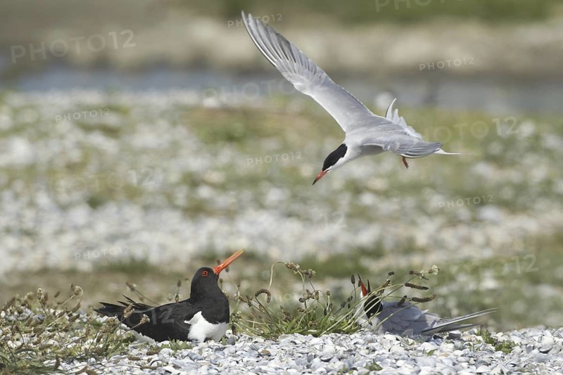 Eurasian Oystercatcher & Common Tern (Haematopus ostralegus & Sterna hirundo), Netherlands