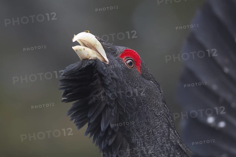 Western Capercaillie (Tetrao urogallus) male, Baden-Wuerttemberg, Germany