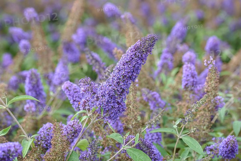 Summer lilac (Buddleja davidii 'Ellen's Blue'), BS Sämann, Federal Republic of Germany