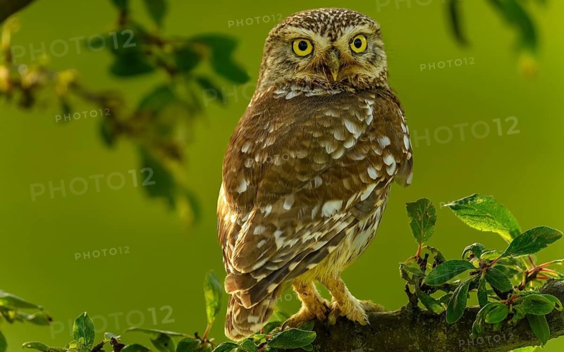 Naturfotografie Sylvia & Olaf Rentzsch