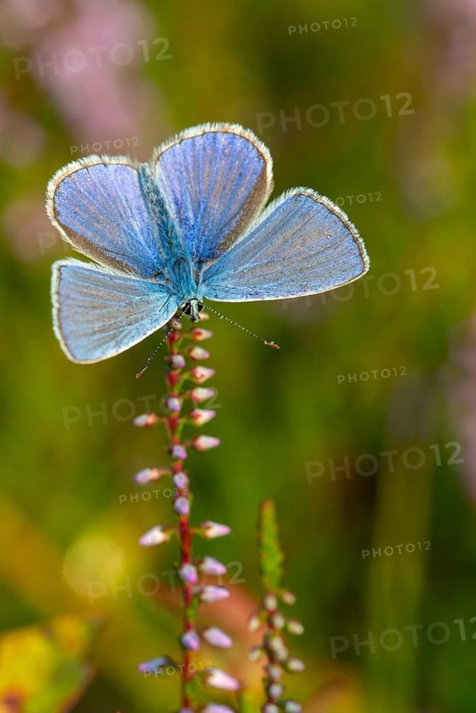 Blue butterfly (Polyommatus icarus), Goldenstedt moor, Goldenstedt, Lower Saxony, Germany