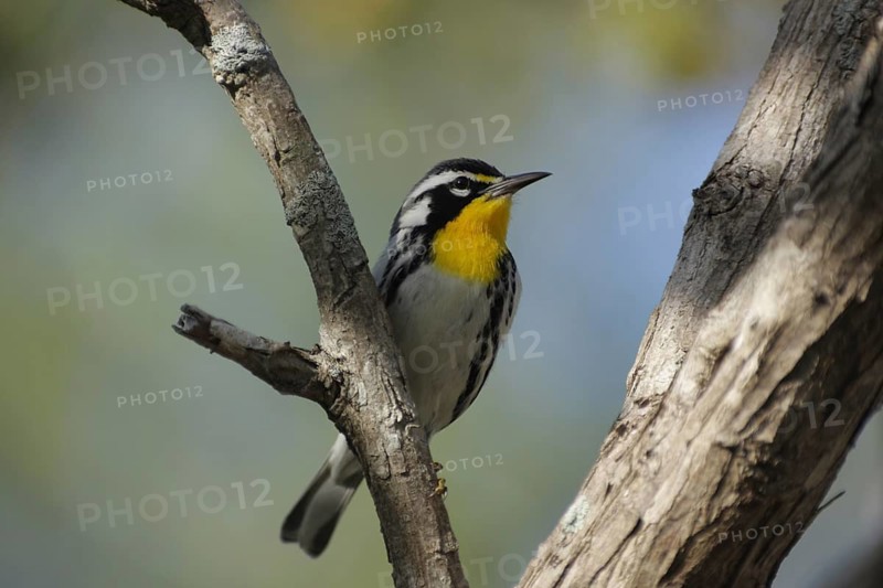 Golden-throated Warbler (Dendroica dominica), branch, Sanibel Island, Florida, USA