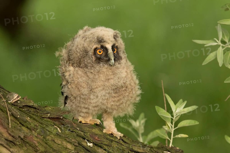 Long-eared Owl (Asio otus) juvenile perched on a branch, Serbia