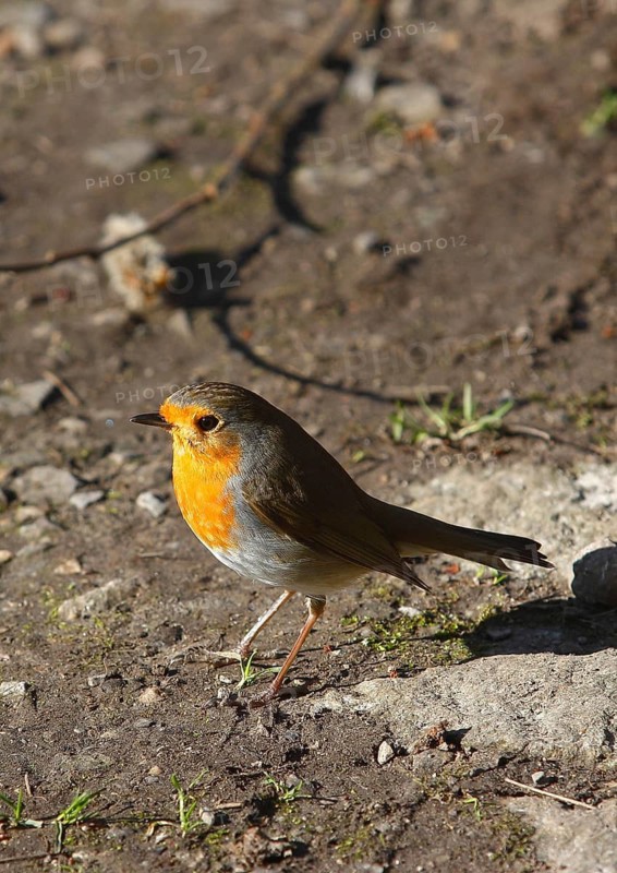 Robin (Erithacus rubecula) sitting on the ground, North Rhine-Westphalia, Germany
