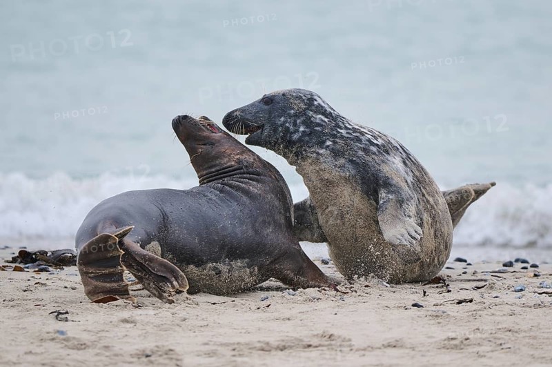 Grey seal (Halichoerus grypus) playing with each other on the beach, Düne, Helgoland, Schleswig-Holstein, Germany