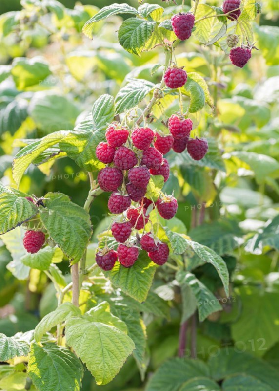 Raspberry (Rubus idaeus 'Sugana' TWOTIMER), BS Sämann, Germany