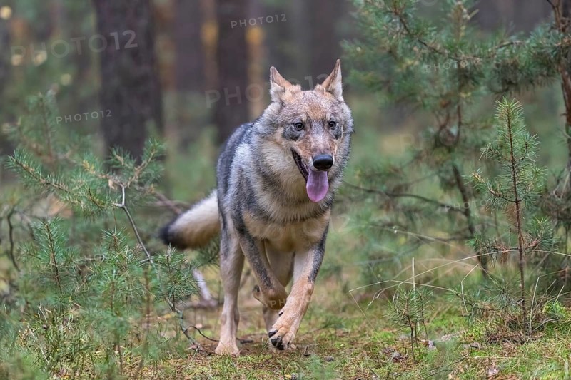 One young male eurasian gray wolf (Canis lupus lupus) running thru a forest with rocks and heather. Green vegetation in the background