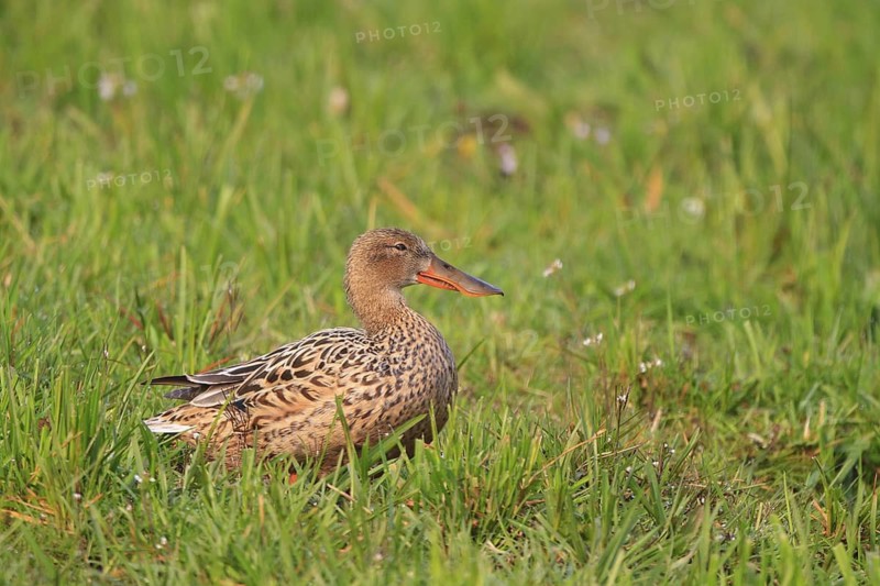 Northern Shoveler (Spatula clypeata) female, Netherlands