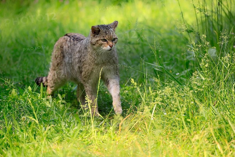 European wildcat (Felis silvestris), adult, meadow, stalking, foraging, alert, Germany