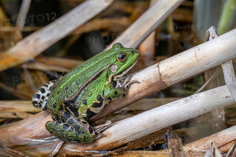 Edible Frog (Rana esculenta), Limbach, Burgenland, Austria