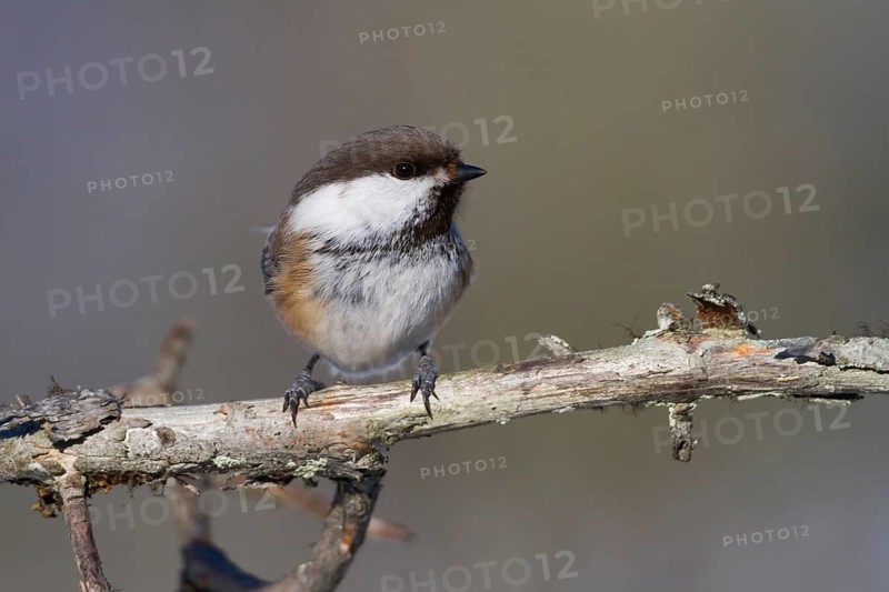 Siberian Tit (Grey-headed Chickadee) - Lapplandmeise - Poecile cinctus