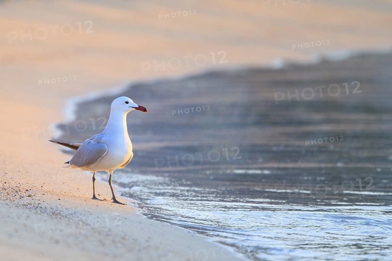 Audouin's Gull (Ichthyaetus audouinii), Mallorca, Spain