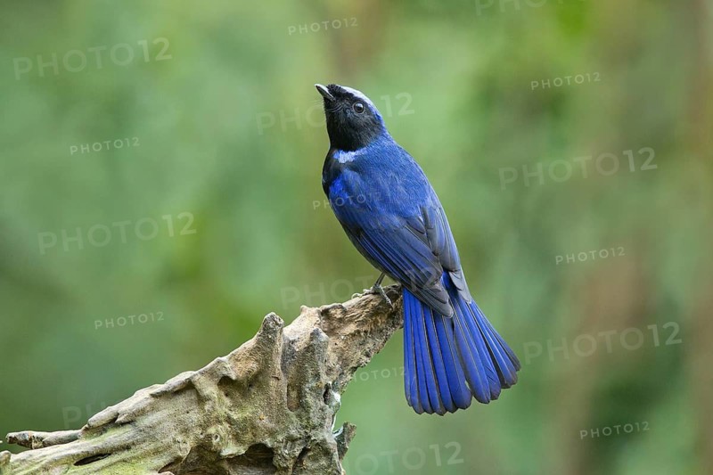 Large Niltava (Niltava grandis) male, Yunnan, China