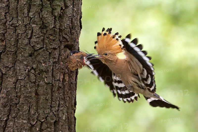 Eurasian Hoopoe (Upupa epops) feeding juvenile in breeding cavity, Saxony, Germany