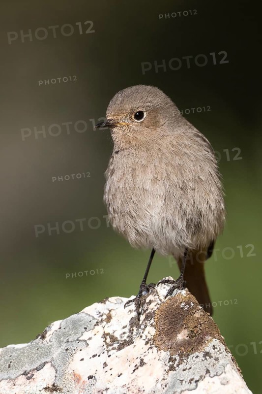 Black Redstart - Hausrotschwanz - Phoenicurus ochruros ssp. gibraltariensis, Spain, adult female