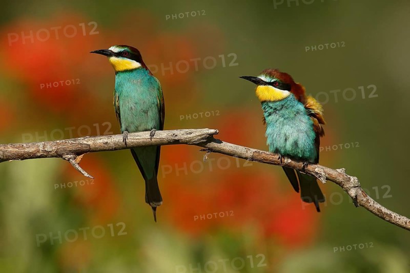 European Bee-eater (Merops apiaster) pair, Piedmont, Italy