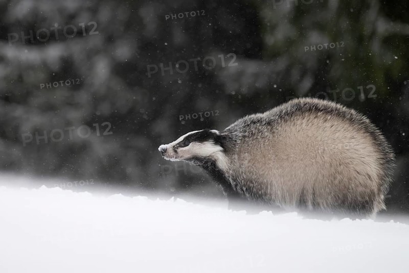 Badger in the snow, Wittlich, Rhineland-Palatinate, Germany