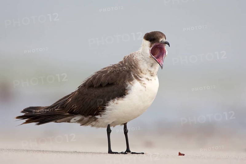 Parasitic Jaeger (Stercorarius parasiticus), Schleswig-Holstein, Germany