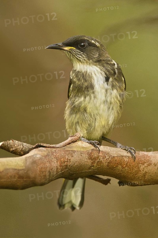 Crescent Honeyeater (Phylidonyris pyrrhopterus) juvenile, Tasmania, Australia