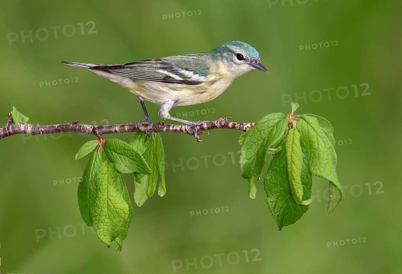 Cerulean Warbler (Setophaga cerulea) female perched on a branch, Texas, USA