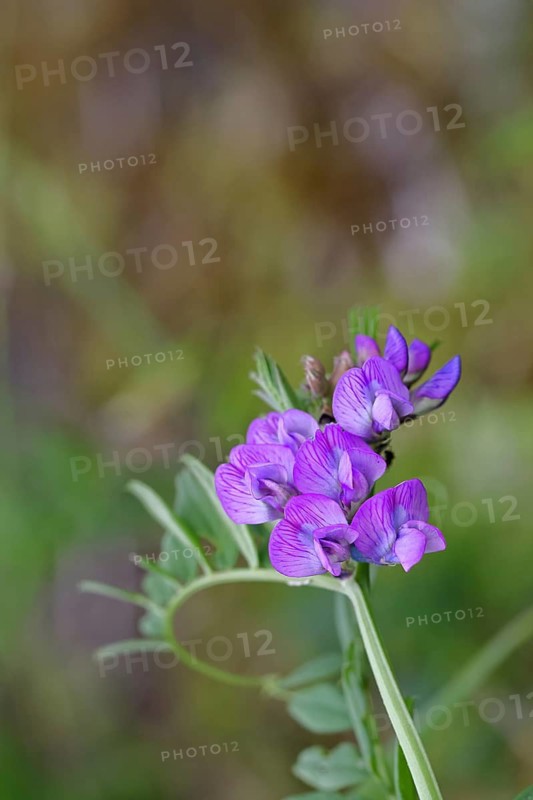 Fence vetch (Vicia sepium), flower, Wilnsdorf, North Rhine. Westphalia, Germany