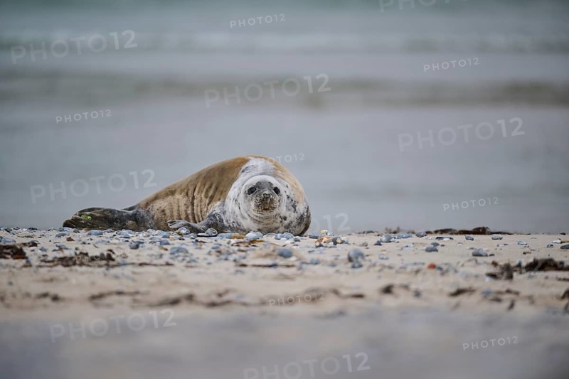 Grey seal (Halichoerus grypus) lying on the beach, Düne, Helgoland, Schleswig-Holstein, Germany