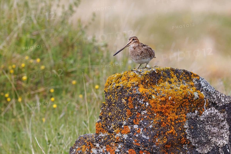 Common Snipe (Gallinago gallinago), Iceland