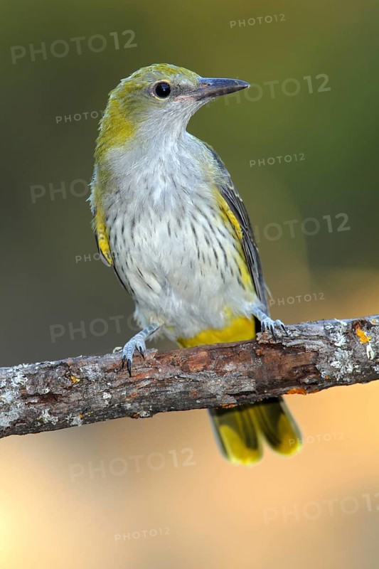 Eurasian Golden Oriole (Oriolus oriolus) juvenile, Andalusia, Spain